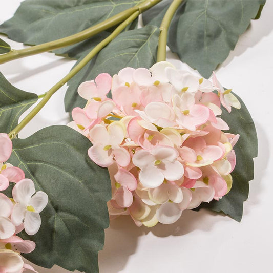 flor hortênsia cor de rosa