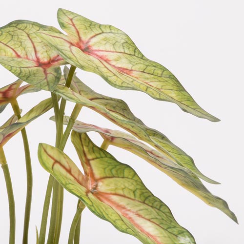Artificial Plant CALADIUM H.21cm