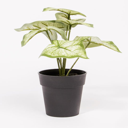 Artificial Plant CALADIUM H.15cm