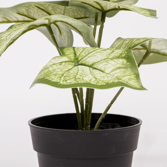 Artificial Plant CALADIUM H.15cm