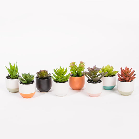 Set of 8 Artificial SUCCULENT Plants