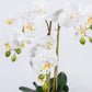 Artificial Flower ORCHID H.56cm