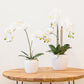 Artificial Flower ORCHID H.53cm