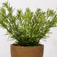 Artificial Plant ASPARGUEIRA H.46cm