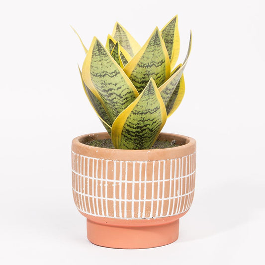 Planta Artificial SANSEVIERIA A.21cm