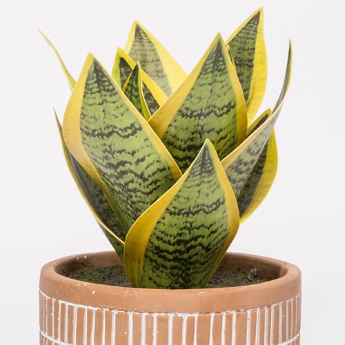 Planta Artificial SANSEVIERIA A.21cm