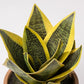 Planta Artificial SANSEVIERIA A.21cm