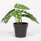 Artificial Plant MONSTERA H.20cm