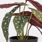 Planta Artificial BEGONIA A.21cm