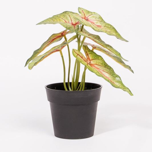 Planta Artificial CALADIUM A.21cm