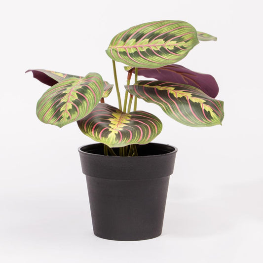 Artificial Plant MARANTA H.24cm