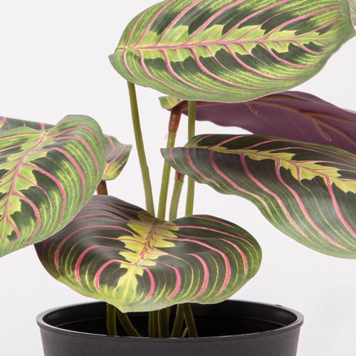 Artificial Plant MARANTA H.24cm