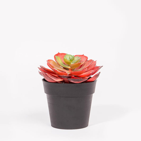 SUCCULENT Artificial Plant H.14cm