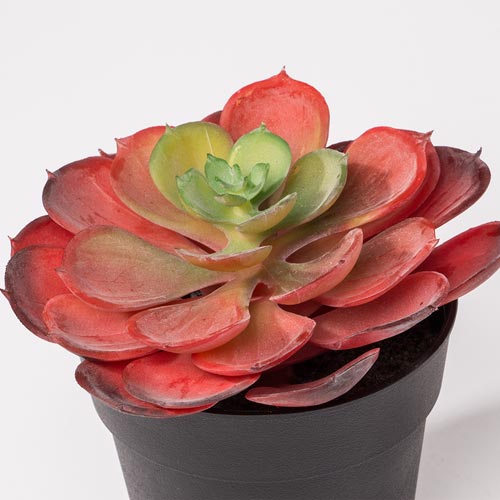 SUCCULENT Artificial Plant H.14cm