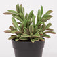 Artificial SUCCULENT Plant H.19cm