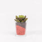 Artificial SUCCULENT Plant H.7cm