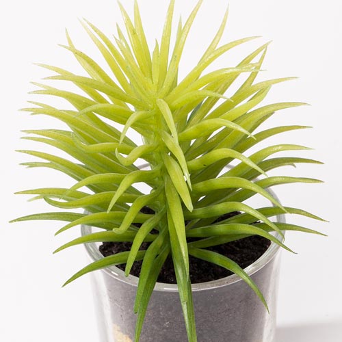 Artificial SUCCULENT Plant H.12cm