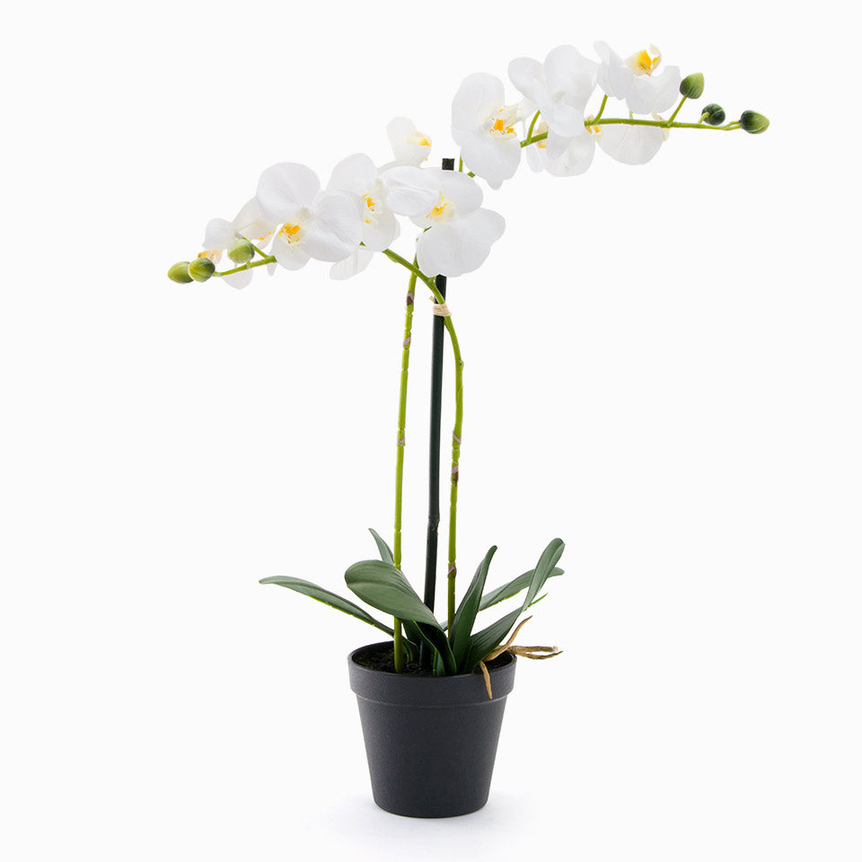 Orquídea 0053 Branco A.56cm